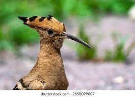 Attēlu rezultāti vaicājumam “Upupa epops”