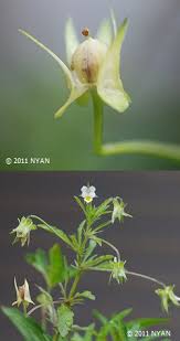 Attēlu rezultāti vaicājumam “Viola arvensis bud”