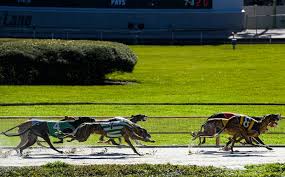 Image result for Reading Greyhound Track