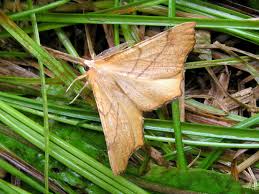 Attēlu rezultāti vaicājumam “Ennomos autumnaria male”