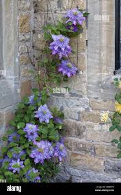 Image result for clematis multi blue