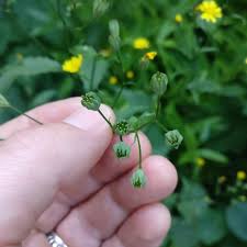 Attēlu rezultāti vaicājumam “Lapsana communis flower”
