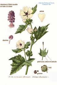 Image result for Althaea officinalis