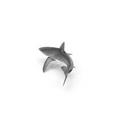 Image result for Carcharhinus obscurus