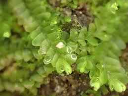 Attēlu rezultāti vaicājumam “Chiloscyphus polyanthos sporophyte”