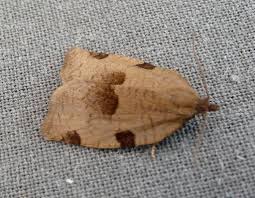 Attēlu rezultāti vaicājumam “Lozotaenia forsterana”