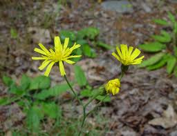 Attēlu rezultāti vaicājumam “Hieracium”