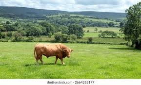 Image result for ganado bovino