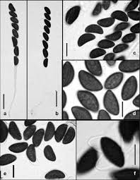 Attēlu rezultāti vaicājumam “Hypoxylon vogesiacum”