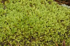 Attēlu rezultāti vaicājumam “Hypnum cupressiforme var. filiforme”