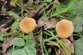 Attēlu rezultāti vaicājumam “Symphytocarpus impexus spores”