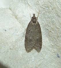 Attēlu rezultāti vaicājumam “Luquetia lobella”