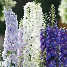 Image result for Delphinium