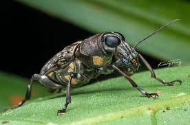 Attēlu rezultāti vaicājumam “Anthribidae”