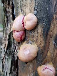 Attēlu rezultāti vaicājumam “Amaurochaete sp.”