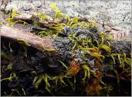 Attēlu rezultāti vaicājumam “Metzgeria violacea”