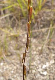 Attēlu rezultāti vaicājumam “Triglochin palustre fruit”