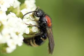 Attēlu rezultāti vaicājumam “Mutilla europaea”