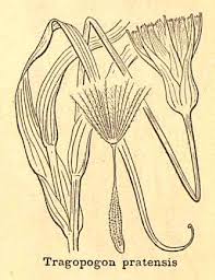 Attēlu rezultāti vaicājumam “Tragopogon pratensis subsp. pratensis fruit”