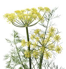 Attēlu rezultāti vaicājumam “Anethum graveolens flower”