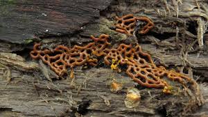 Attēlu rezultāti vaicājumam “Physarum flavidum stalked”