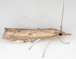 Attēlu rezultāti vaicājumam “Pediasia contaminella”