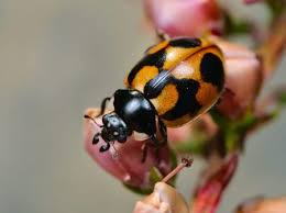 Attēlu rezultāti vaicājumam “Coccinella hieroglyphica”