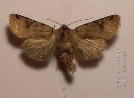 Attēlu rezultāti vaicājumam “Agrochola litura”