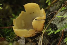 Attēlu rezultāti vaicājumam “Otidea onotica”