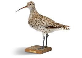 Image result for Numenius tenuirostris