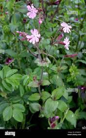 Attēlu rezultāti vaicājumam “Silene dioica leaf”
