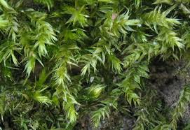 Attēlu rezultāti vaicājumam “Brachythecium rutabulum”