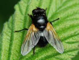 Attēlu rezultāti vaicājumam “Mesembrina meridiana”