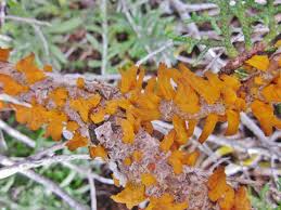 Attēlu rezultāti vaicājumam “Gymnosporangium sp.”