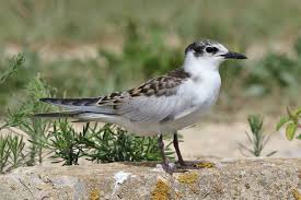 Attēlu rezultāti vaicājumam “Chlidonias hybrida”