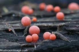 Attēlu rezultāti vaicājumam “Lycogala sphaeroconicum macro”