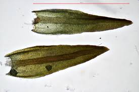 Attēlu rezultāti vaicājumam “Bryoerythrophyllum recurvirostrum”