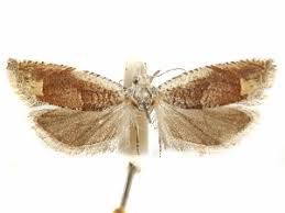 Attēlu rezultāti vaicājumam “Eucosma aspidiscana”