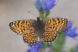 Attēlu rezultāti vaicājumam “Melitaea diamina upperside”