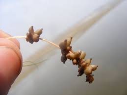 Attēlu rezultāti vaicājumam “Stuckenia filiformis bud”