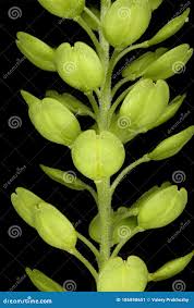 Attēlu rezultāti vaicājumam “Lepidium densiflorum fruit”