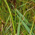 Attēlu rezultāti vaicājumam “Carex disticha”