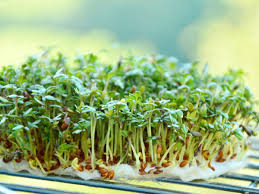 Image result for Gartenkresse