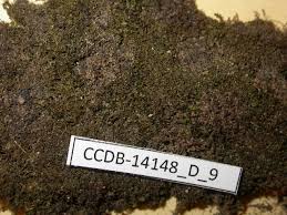 Attēlu rezultāti vaicājumam “Barbilophozia kunzeana”