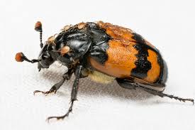 Attēlu rezultāti vaicājumam “Nicrophorus investigator imago”