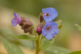 Attēlu rezultāti vaicājumam “Pulmonaria angustifolia flower”