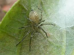 Attēlu rezultāti vaicājumam “Anyphaena accentuata”