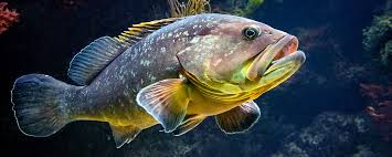Image result for Polysteganus undulosus