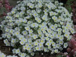 Image result for Nierembergia