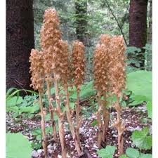 Attēlu rezultāti vaicājumam “Neottia nidus-avis bud”